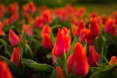 Close-up of red tulips blooming in park