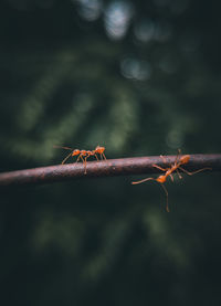 Close-up of ant on leaf