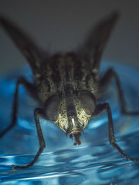 Close-up of insect