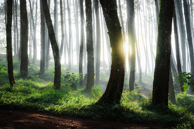 Sunlight streaming through trees in forest