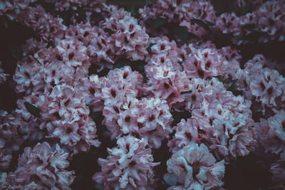 Close-up of pink cherry blossom