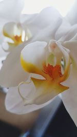 Close-up of white flowers