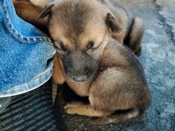 High angle view of dog lying on person
