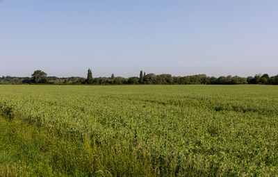 Scenic view of agricultural field against clear sky