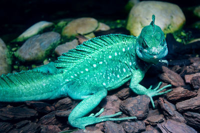 Close-up of a lizard on rock