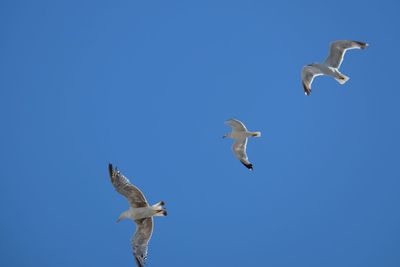 Low angle view of seagulls flying against clear blue sky