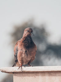 Close-up of bird perching on retaining wall against sky