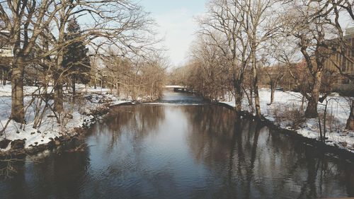 Reflection of bare trees in river