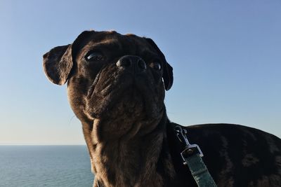 Close-up of a dog looking at sea against sky
