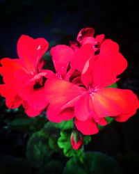 Close-up of flowers blooming outdoors