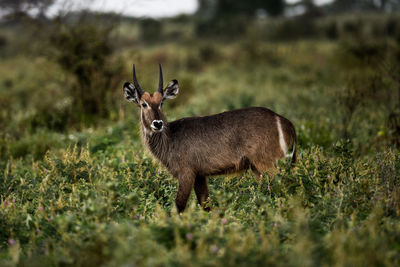 Side view of deer standing on field