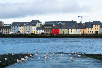 View of seagulls by buildings against sky