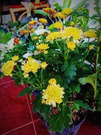 Close-up of yellow flowering plant