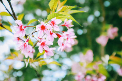 Close-up of pink cherry blossoms