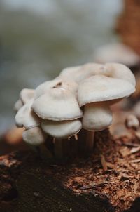 Close-up of mushrooms on field