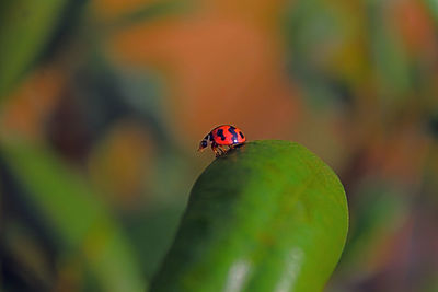 Close-up of ladybug on leaf