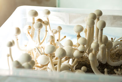 Sterile container with the mycelium of psilocybin mushrooms, psilocybe cubensis. 