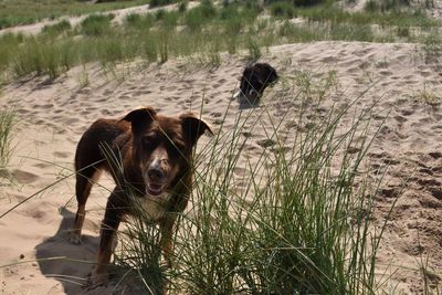 Portrait of dog standing on sand dunes waiting for her toy