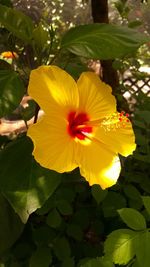 Close-up of yellow flower