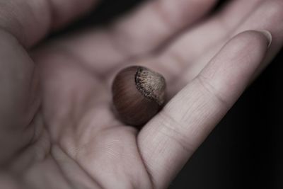 Close-up of hand holding hazelnut