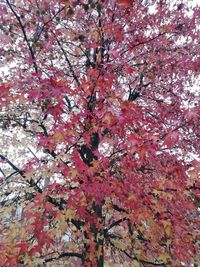 Low angle view of cherry blossom tree