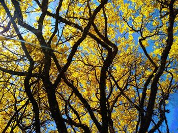 Low angle view of tree against sky