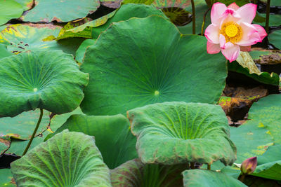 High angle view of flowering plant leaves