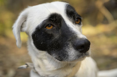 Close-up portrait of dog