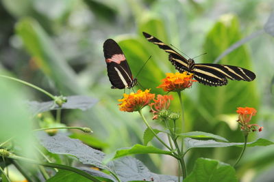 Close-up of butterfly pollinating on flower