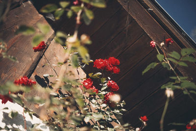 Close-up of red berries on plant