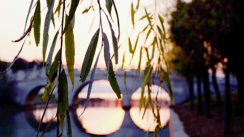 Close-up of plant against sky at sunset