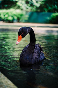 Black swan swimming in lake