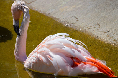 Close-up of bird in water