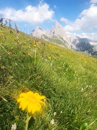 Yellow flowering plants on field against sky