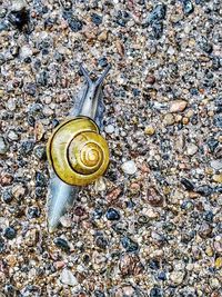 High angle view of snail on rock