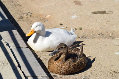 No racism between ducks