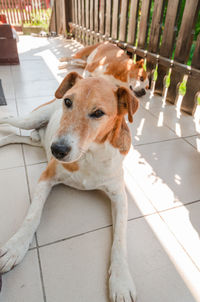 High angle portrait of dog on floor