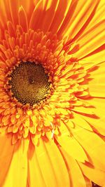 Macro shot of yellow flower