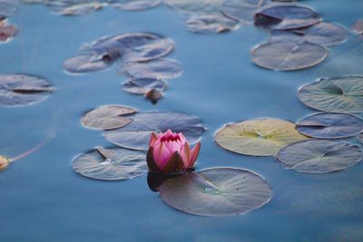 Close-up of lotus water lily in lake