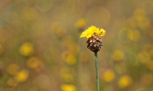 Close-up of yellow flowering plant