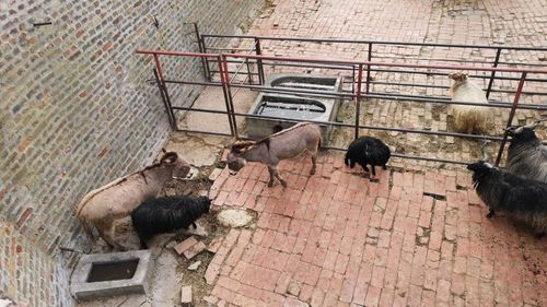 High angle view of birds in cage