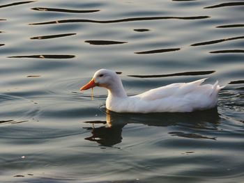 Swan swimming in lake