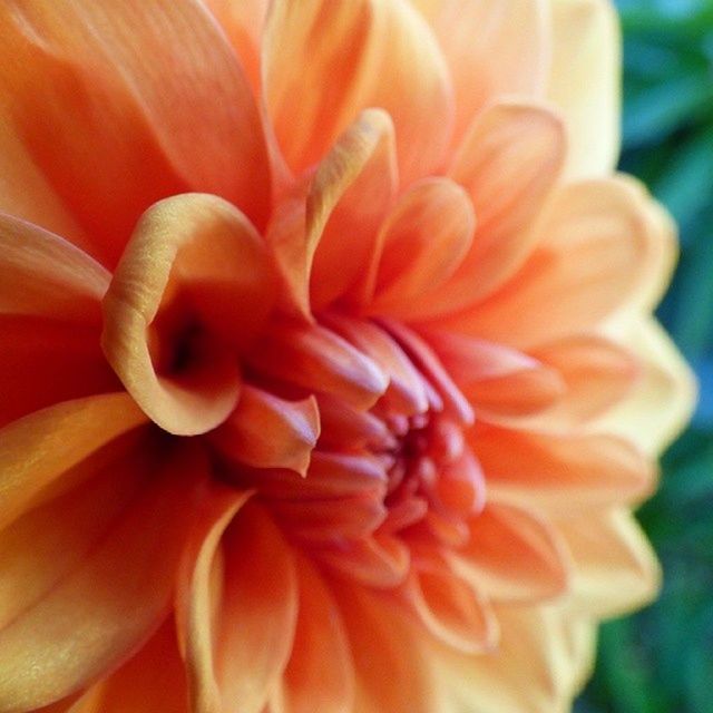 flower, petal, flower head, fragility, freshness, beauty in nature, growth, close-up, nature, single flower, blooming, plant, in bloom, orange color, focus on foreground, red, natural pattern, backgrounds, full frame, no people