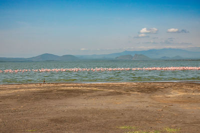Flamingos at lake elementaita with sleeping warrior hill in the background in soysambu, kenya