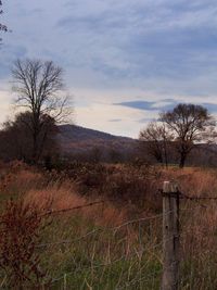 Bare trees against sky during sunset