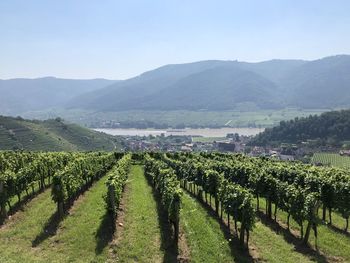 Scenic view of vineyard against sky