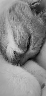 Close-up of cat sleeping on bed