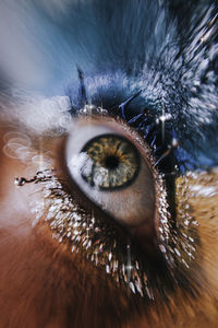 Close-up of human eye