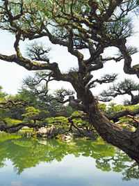 Reflection of trees in water