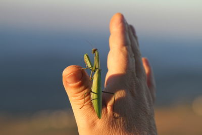 Cropped hand with praying mantis on sunny day